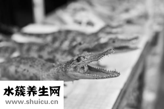 假牙怎么安裝