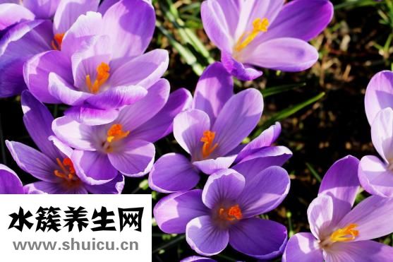 藏紅花怎么喝