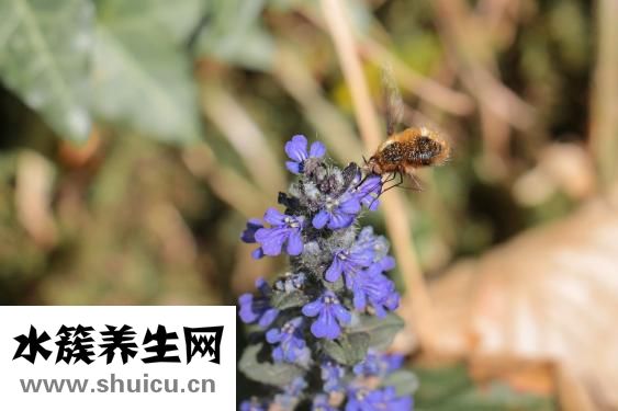 怎么提取蜂蜜