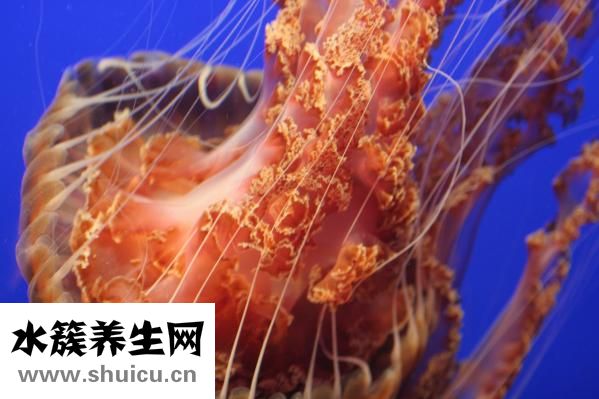 怎么撈海蜇