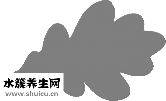 大沉木怎么洗