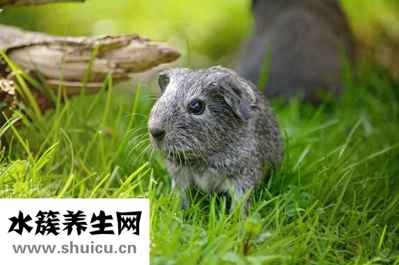 荷蘭豬年齡怎么判斷
