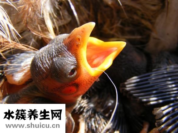 怎么給嬰兒轉奶