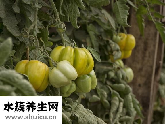 火龍果仔怎么種