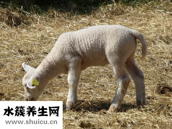 殺豬怎么放血