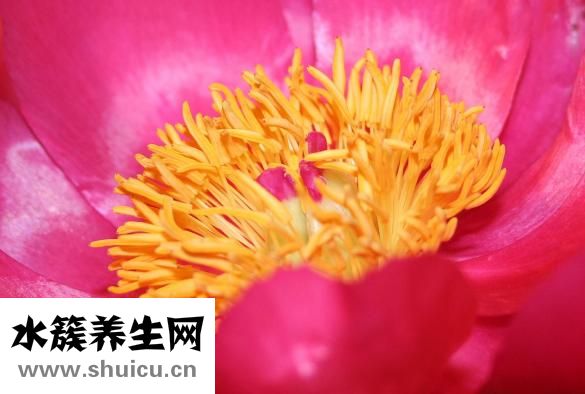 陰道感染白念怎么辦