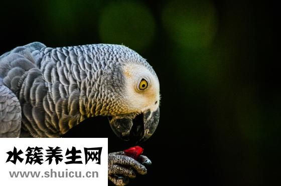 金鋼刺根怎么釀燒酒