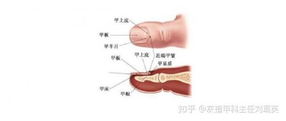 灰指甲不治的6大危害，灰指甲不治的6大危害講故事