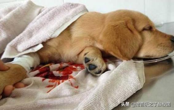 犬瘟熱初期癥狀流鼻涕嗎（犬瘟熱初期癥狀）