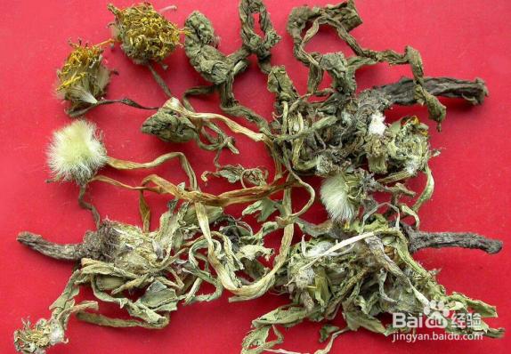 蒲公英根泡水喝的功效與禁忌癥是什么（蒲公英根泡水喝的功效與禁忌）