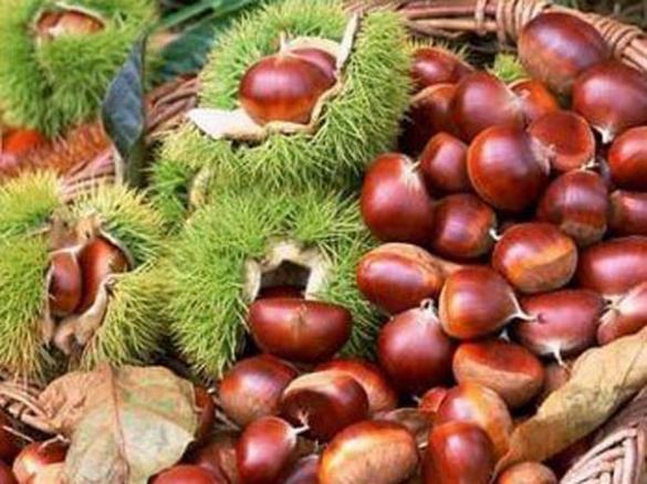 板栗的功效（板栗的功效與作用害處）