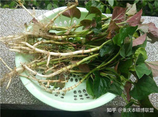 無花果葉痔瘡的最佳治療方法百度百科（無花果葉痔瘡的最佳治療方法）