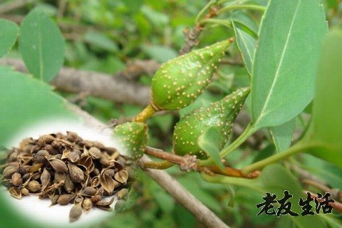 連翹的功效與作用及禁忌（連翹的功效與作用及禁忌癥有的兒童的劑量）