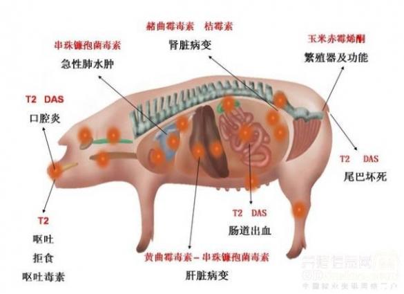 食物中毒最明顯的征兆（食物中毒能自己恢復嗎）