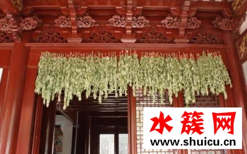 端午節門前為什么要掛艾草