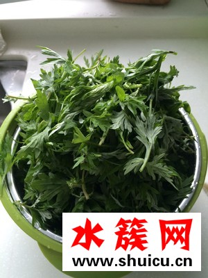 艾草什么時候采摘最好？